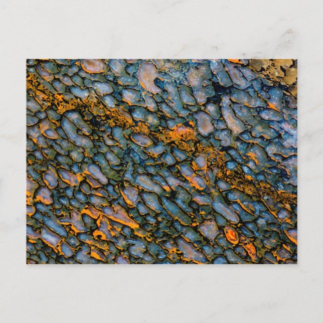 Petrified Dinosaur Bone Postkarte (Vorderseite)