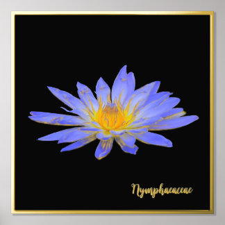 Pétrole Accent Water Lily Design Imprimer Poster A