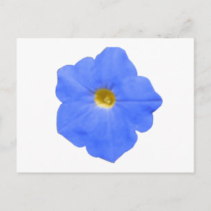 Petunia Blue und Yellow Postcard Postkarte