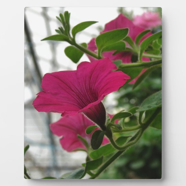Petunia Fotoplatte (Vorderseite)