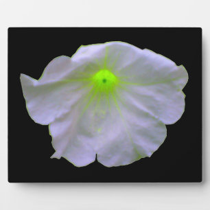 Petunia Green Glow Plaque Fotoplatte
