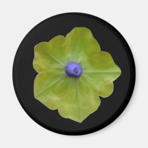 Petunia Green und Blue Magnet