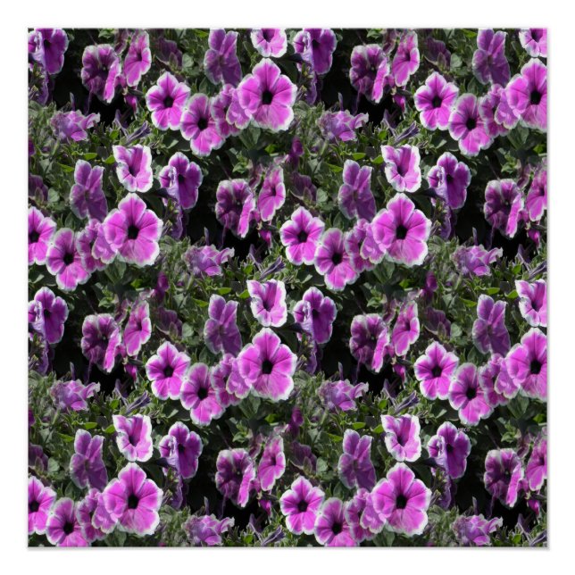 Petunia Land... Poster (Vorderseite)