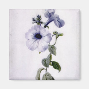 Petunia Magnet