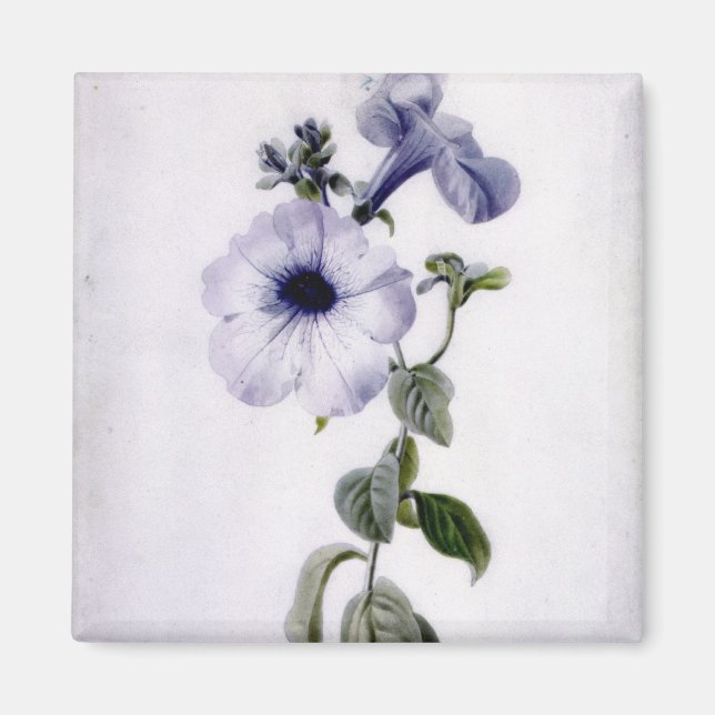 Petunia Magnet (Vorne)