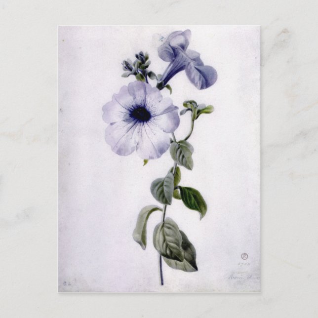 Petunia Postkarte (Vorderseite)