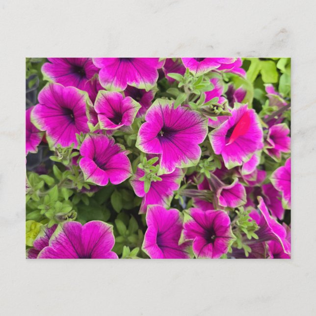 Petunia Postkarte (Vorderseite)