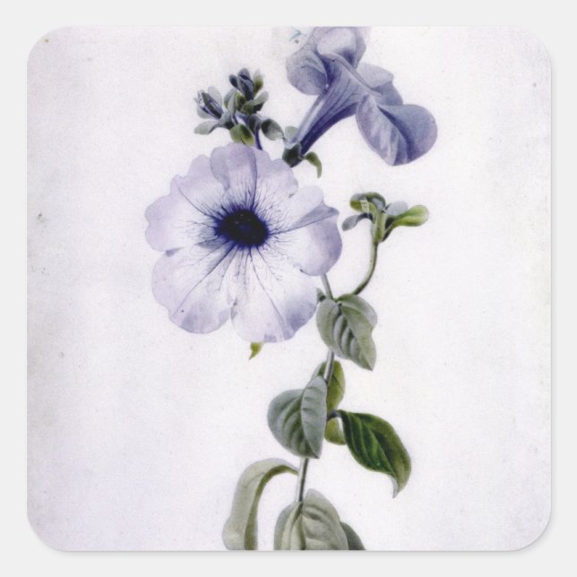 Petunia Quadratischer Aufkleber (Vorderseite)