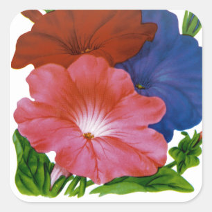 Petunia Vintag Seed Packet Quadratischer Aufkleber