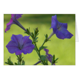 Petunias d'été
