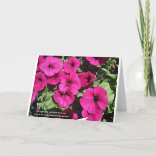 Petunias Feiertagskarte