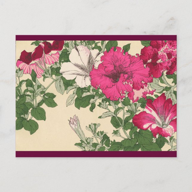 Petunias Postkarte (Vorderseite)