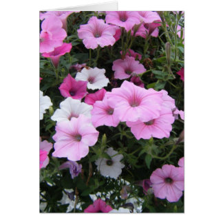 "Pétunias roses"