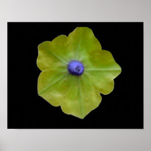 Petunie Grün und Blau Druck Poster
