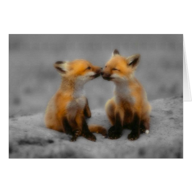 Peu d'amour de Fox (Devant horizontal)