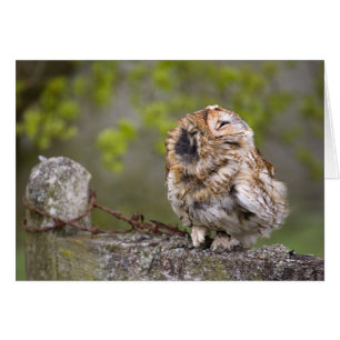 Peu de boule de duvet