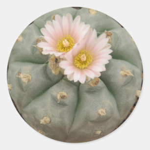 Peyote in Bloom Aufkleber