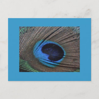 Pfacock Feather Postcard Postkarte