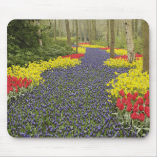 Pfad des Traubenhirntums, der Lauge und Mousepad
