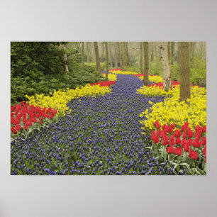 Pfad des Traubenhirntums, der Lauge und Poster