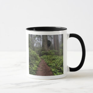 Pfad durch die riesigen Redwood-Bäume gehüllt 2 Tasse