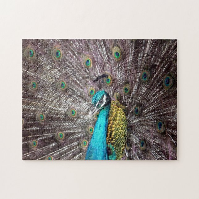 Pfau (Horizontal)