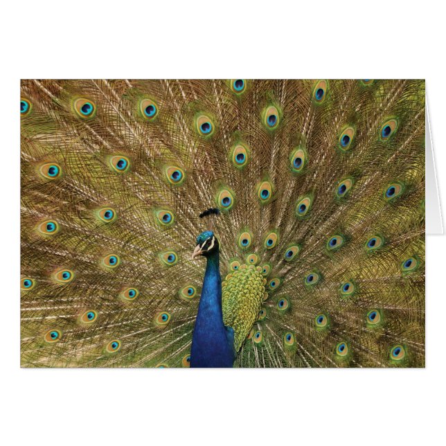 Pfau (Vorderseite (Horizontal))