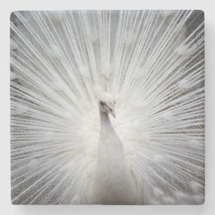 Pfau20160401 Steinuntersetzer