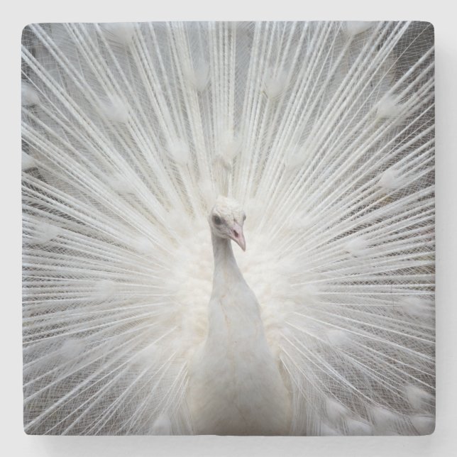 Pfau20160401 Steinuntersetzer (Vorderseite)