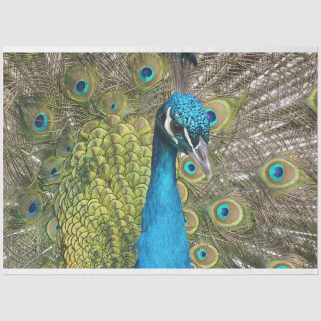 Pfau 1 Wandteppichpapier Seidenpapier (Vorderseite)