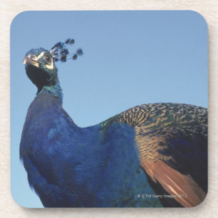 Pfau 2 getränkeuntersetzer