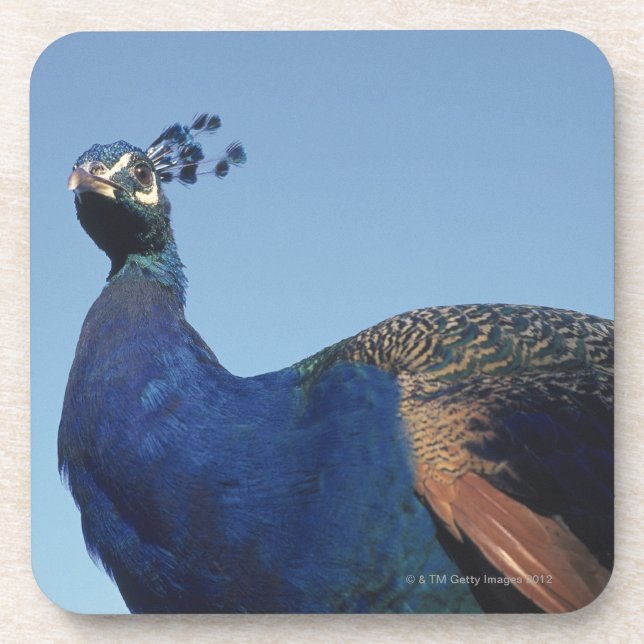 Pfau 2 getränkeuntersetzer (Vorderseite)
