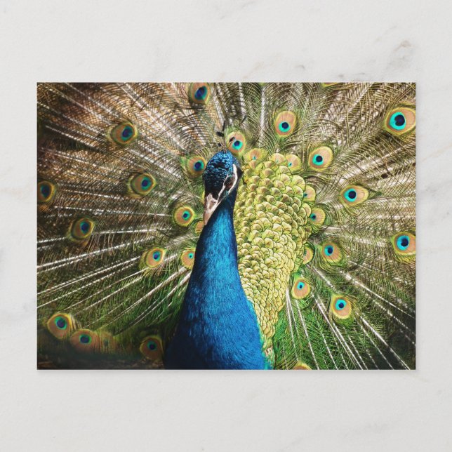 Pfau-377 Postkarte (Vorderseite)