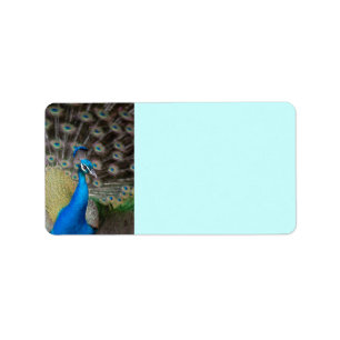 Pfau Adressaufkleber