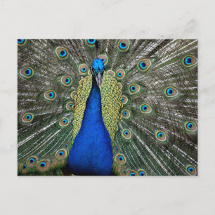 Pfau am Jungbrunnen Feiertagspostkarte