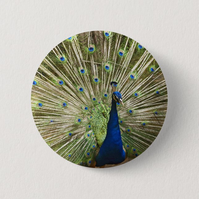 Pfau-Anzeige Button (Vorderseite)