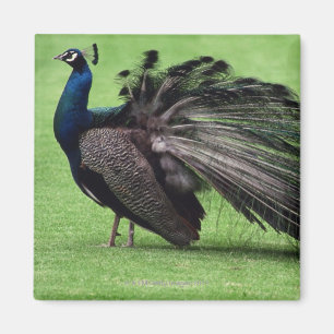 Pfau auf dem Gebiet Magnet