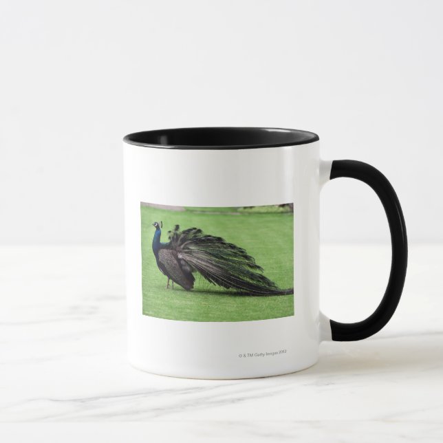 Pfau auf dem Gebiet Tasse (Rechts)