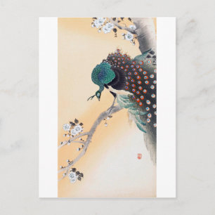 Pfau auf einem Kirschblossom, Ohara Koson Postkarte