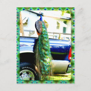 Pfau auf einem Lieferwagen Postkarte
