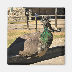 Pfau auf einem Zaun, Idaho Magnet