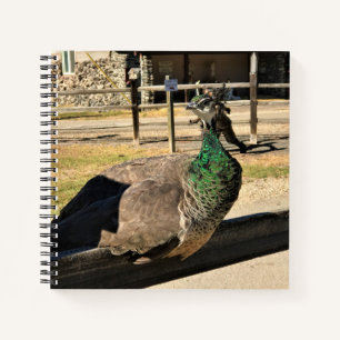 Pfau auf einem Zaun, Idaho Notizbuch