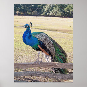 Pfau auf einem Zaun Poster