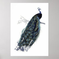 Pfau auf einem Zweig - Vintage Illustration