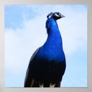 Pfau auf Wand Poster