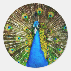 Pfau-Aufkleber Runder Aufkleber