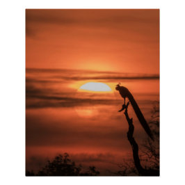 Pfau bei Sonnenaufgang Poster