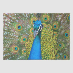Pfau-Blau-Kopf mit und bunte Schwanz-Federn Seidenpapier