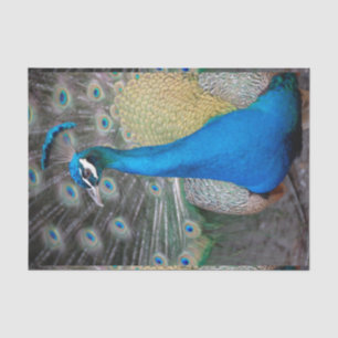 Pfau-bunte Nahaufnahme Seidenpapier