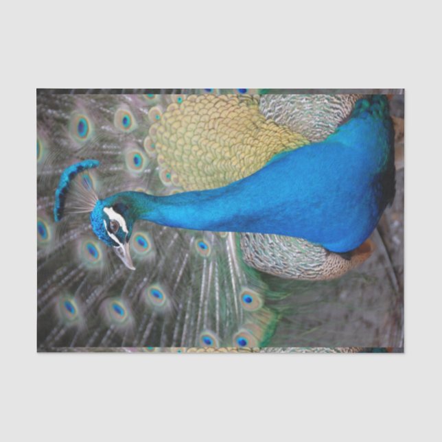 Pfau-bunte Nahaufnahme Seidenpapier (Vorderseite)